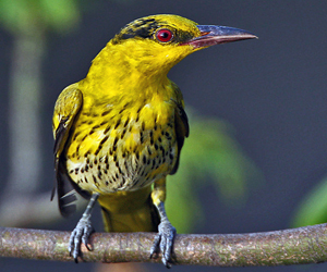 Бялзуухай (Дорнын шаргач, Шаргуй бялзуухай)